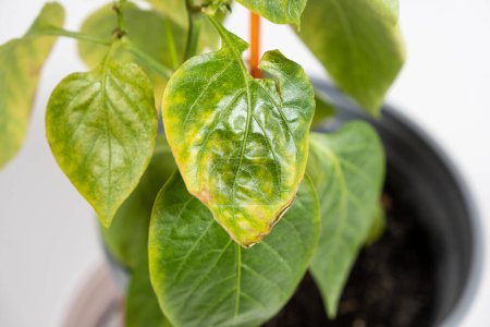 Yellowed dried leaves of pepper grown in a pot in the apartment. Growing vegetables at home, garden on the windowsill, lack of light and trace elements.