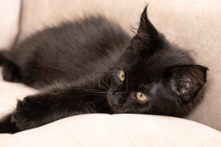 Ein schwarzes Maine Coon Kätzchen liegt auf einer beigen Couch. Haustier, Liebe zu Katzen, Pflege für reinrassige Haustiere.