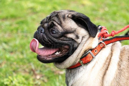 A portrait of a one-year-old pug with a collar in a park on the grass stuck out his tongue. Dog walking, behavior and features of the breed