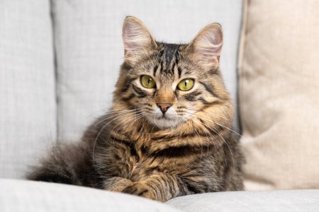 Foto de Retrato de un hermoso gato tabby con ojos amarillo-verdes descansando sobre un sofá gris. - Imagen libre de derechos