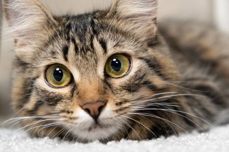 Portrait of a cute tabby cat lying on a carpet. Cats face, mustache and gaze.