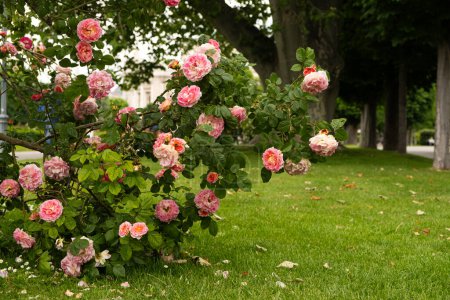 Foto de Arbusto descolorido de rosa damasco rosa en el jardín - Imagen libre de derechos