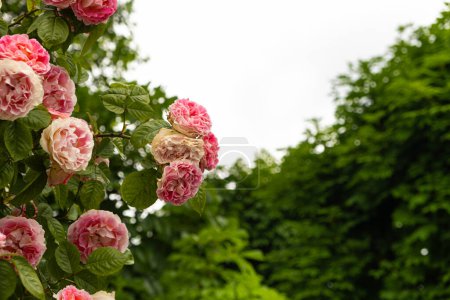 Téléchargez les photos : Gros plan sur le rosier damassé. Jardinage, culture de roses, belle carte postale. - en image libre de droit