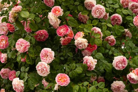 Foto de Damasco rosa primer plano. Jardinería, rosas en crecimiento, hermosa postal. - Imagen libre de derechos
