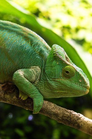 Photo for Green chameleon sitting on a branch in the forest, close-up - Royalty Free Image