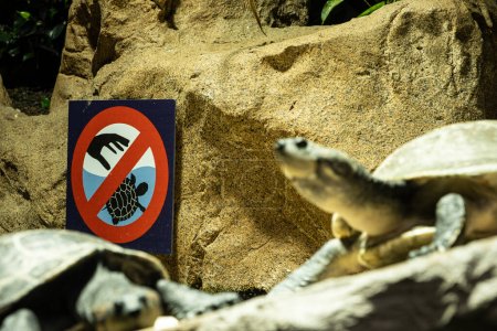 Photo for A sign prohibiting touching turtles in the zoo and two river turtles - Royalty Free Image