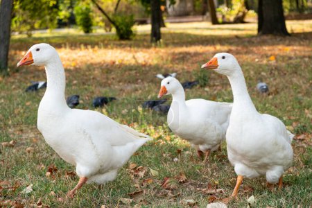 Téléchargez les photos : La vie des oies et des pigeons dans le parc de la ville en automne. - en image libre de droit