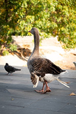 Téléchargez les photos : La vie des oies et des pigeons dans le parc de la ville en automne. - en image libre de droit