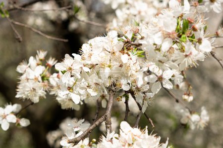 Branche de fleurs de cerisier au printemps close-up