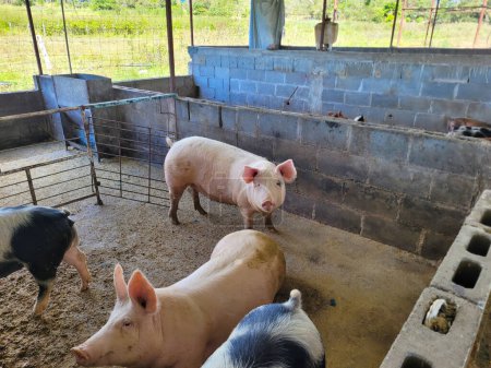 Several domestic pigs of different breeds in a well-maintained farm enclosure, Mexico