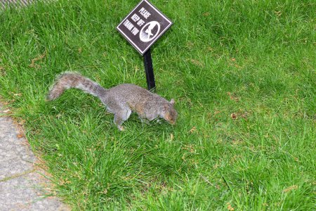 A squirrel is walking on the grass near a sign that says Please do not feed the squirrels