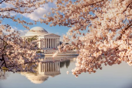 Photo for The Jefferson Memorial during the Cherry Blossom Festival. Washington, D.C. in USA - Royalty Free Image