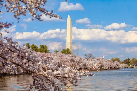 Washington Monument during the Cherry Blossom Festival (en inglés). Washington, D.C. en Estados Unidos