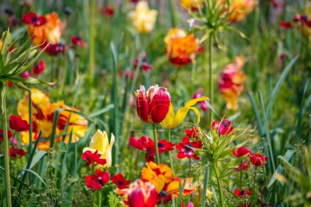 Foto de Tulipanes de colores vibrantes en Holanda, los Países Bajos. Flor holandesa típica - Imagen libre de derechos