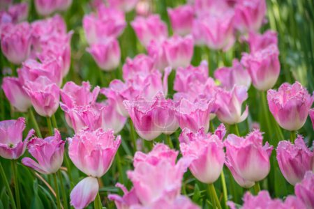 Photo for Vibrant pink color tulips in Holland, the netherlands. Typical dutch flower - Royalty Free Image