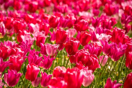 Téléchargez les photos : Des tulipes aux couleurs vives en Hollande, aux Pays-Bas. Fleur hollandaise typique - en image libre de droit