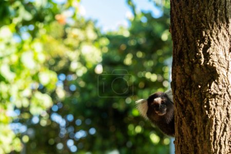 Foto de Pequeño mono en rama de árbol. - Imagen libre de derechos