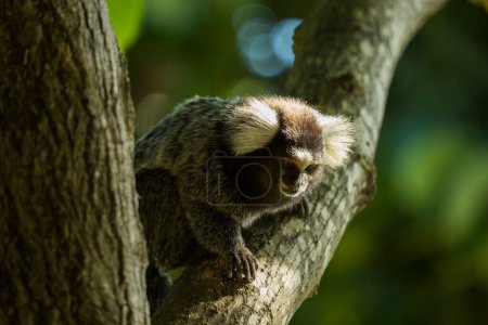 Foto de Pequeño mono en rama de árbol. - Imagen libre de derechos