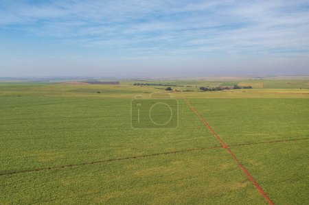 vue de drone des plantations de canne à sucre sur l'après-midi ensoleillé.