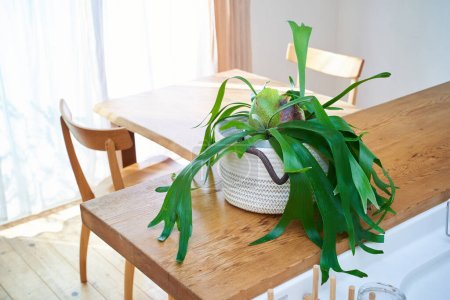 Téléchargez les photos : Un espace ensoleillé et élégant avec des plantes à feuillage - en image libre de droit