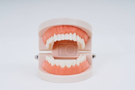 Foto de Un modelo dental y fondo blanco - Imagen libre de derechos