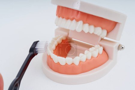 Téléchargez les photos : Brosse à dents et modèle dentaire et fond blanc - en image libre de droit