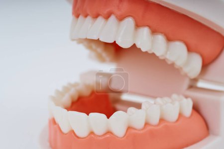 Foto de A dental model and white background - Imagen libre de derechos