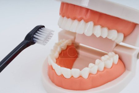 Foto de Un cepillo de dientes y modelo dental y fondo blanco - Imagen libre de derechos