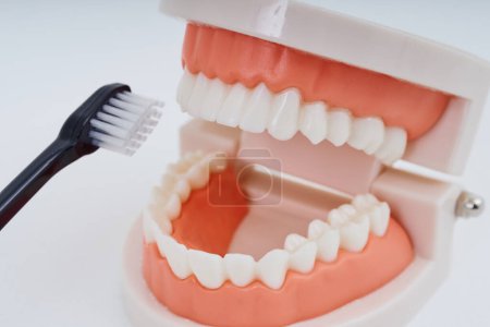 Téléchargez les photos : A toothbrush and dental model and white background - en image libre de droit