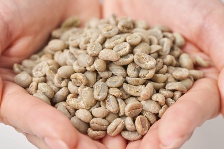 Woman's hand holding coffee beans before roasting