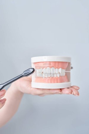 Photo for Brushing the tooth model with a toothbrush and white background - Royalty Free Image
