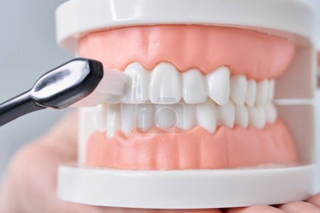 Foto de Cepillar el modelo de dientes con un cepillo de dientes y fondo blanco - Imagen libre de derechos