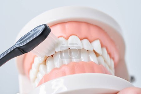 Téléchargez les photos : Brosser le modèle de dent avec une brosse à dents et fond blanc - en image libre de droit