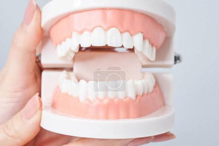 Photo for Hand of a woman holding a dental model and white background - Royalty Free Image