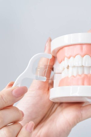 Polieren des Zahnmodells mit Zahnseide und weißem Hintergrund