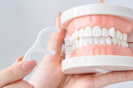 Polieren des Zahnmodells mit Zahnseide und weißem Hintergrund