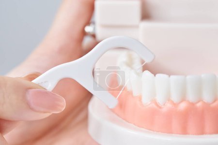 Photo for Polishing the tooth model with dental floss and white background - Royalty Free Image