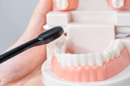 Foto de Cepillar el modelo de dientes con un cepillo de dientes y fondo blanco - Imagen libre de derechos