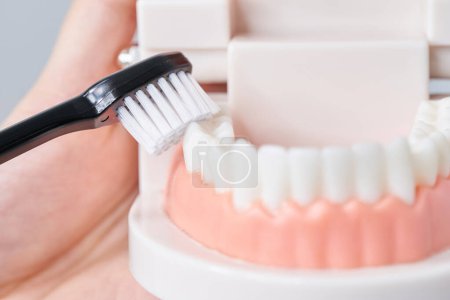 Photo for Brushing the tooth model with a toothbrush and white background - Royalty Free Image