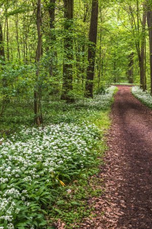 Photo for Forest path lined with wild garlic in springtime, vertical - Royalty Free Image