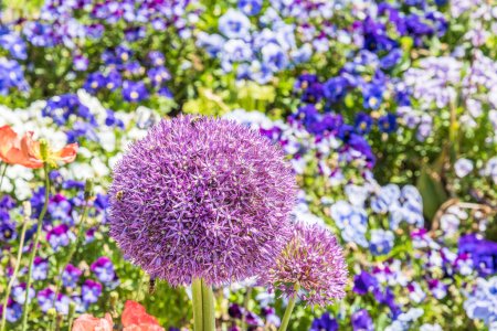 Photo for Bed of colorful spring flowers in a landscape park, focus on the big blossom of Persian onion (allium cristophii) with bees - Royalty Free Image
