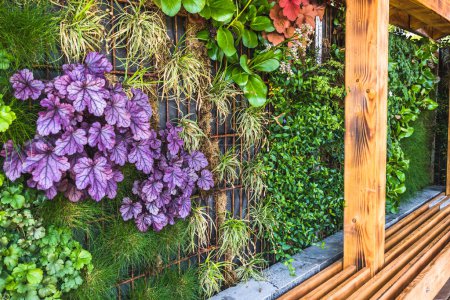 Téléchargez les photos : Plantes colorées au mur d'une terrasse, jardin vertical, concept de verdissement, jardin urbain moderne - en image libre de droit