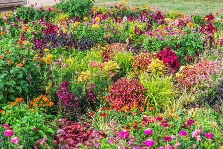 Colorful flower beds with various spring and summer plants