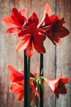 Amaryllis rouge avec de forts contrastes de lumière et d'ombre, verticale