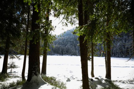 Photo for Large Arbersee snow-covered in the Bavarian Forest - Royalty Free Image