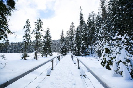 Foto de Large Arbersee snow-covered in the Bavarian Forest - Imagen libre de derechos