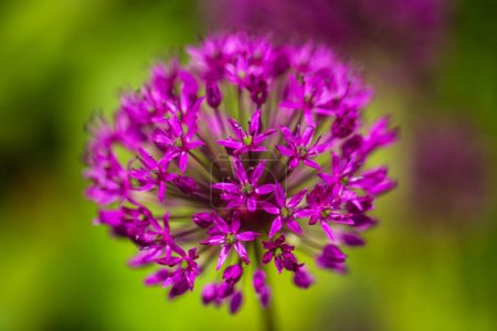 Photo for Allium flower purple in the garden, gardining - Royalty Free Image