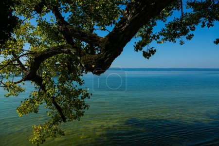 Tree at Ammersee, hanging branches in Ammersee, Bavaria