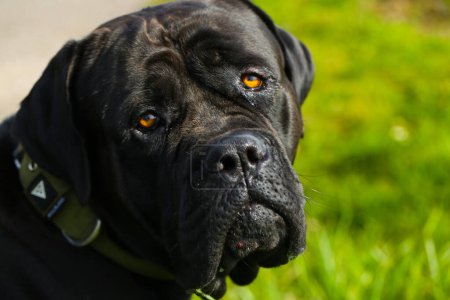 Mixed breed between Labrador and Great Dane, muscular build, playful personality, build strong, athletic, broad head, strong jaws, eyes large and expressive, drooping ears, short, dense, shiny, friendly, elegance
