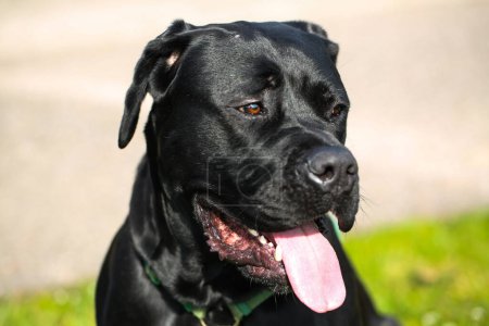 Mixed breed between Labrador and Great Dane, muscular build, playful personality, build strong, athletic, broad head, strong jaws, eyes large and expressive, drooping ears, short, dense, shiny, friendly, elegance